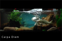 Carpa Diem
